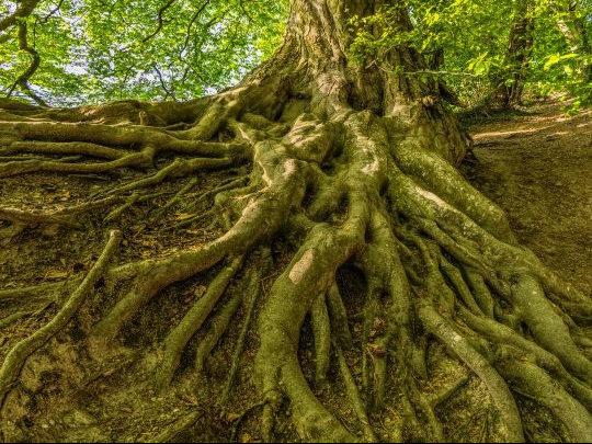 Taking the Guards Off Tree&nbsp;Planting