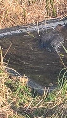 Crows or blackbirds: an omen or&nbsp;not?