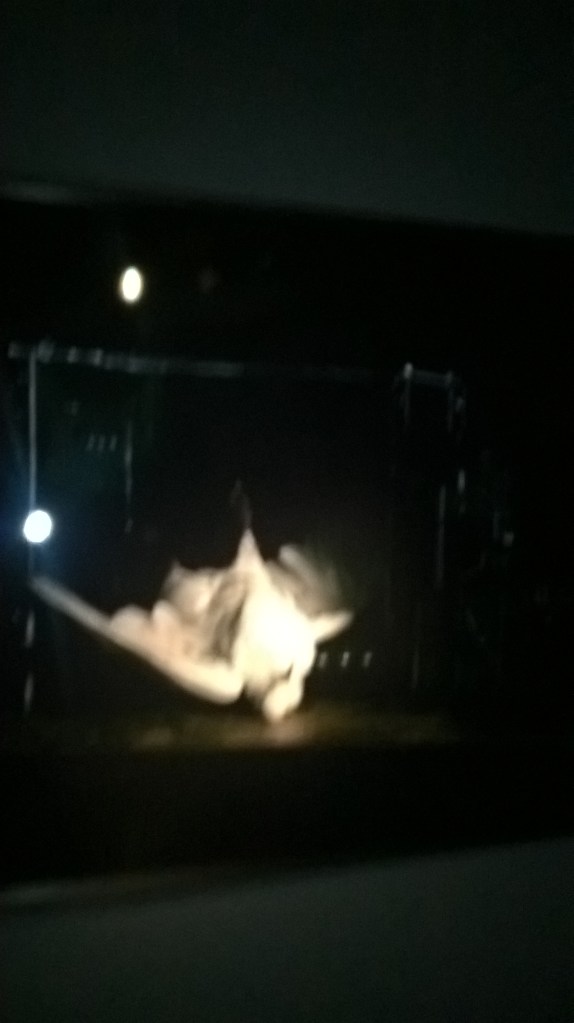 Jan Asselijn The threatened Swan