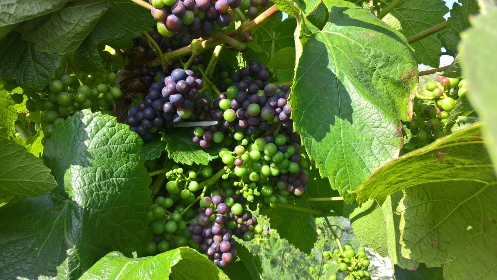 You heard it on the grape –&nbsp;vine…