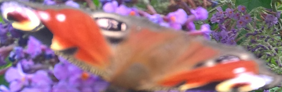 Wildlife Trusts call for help