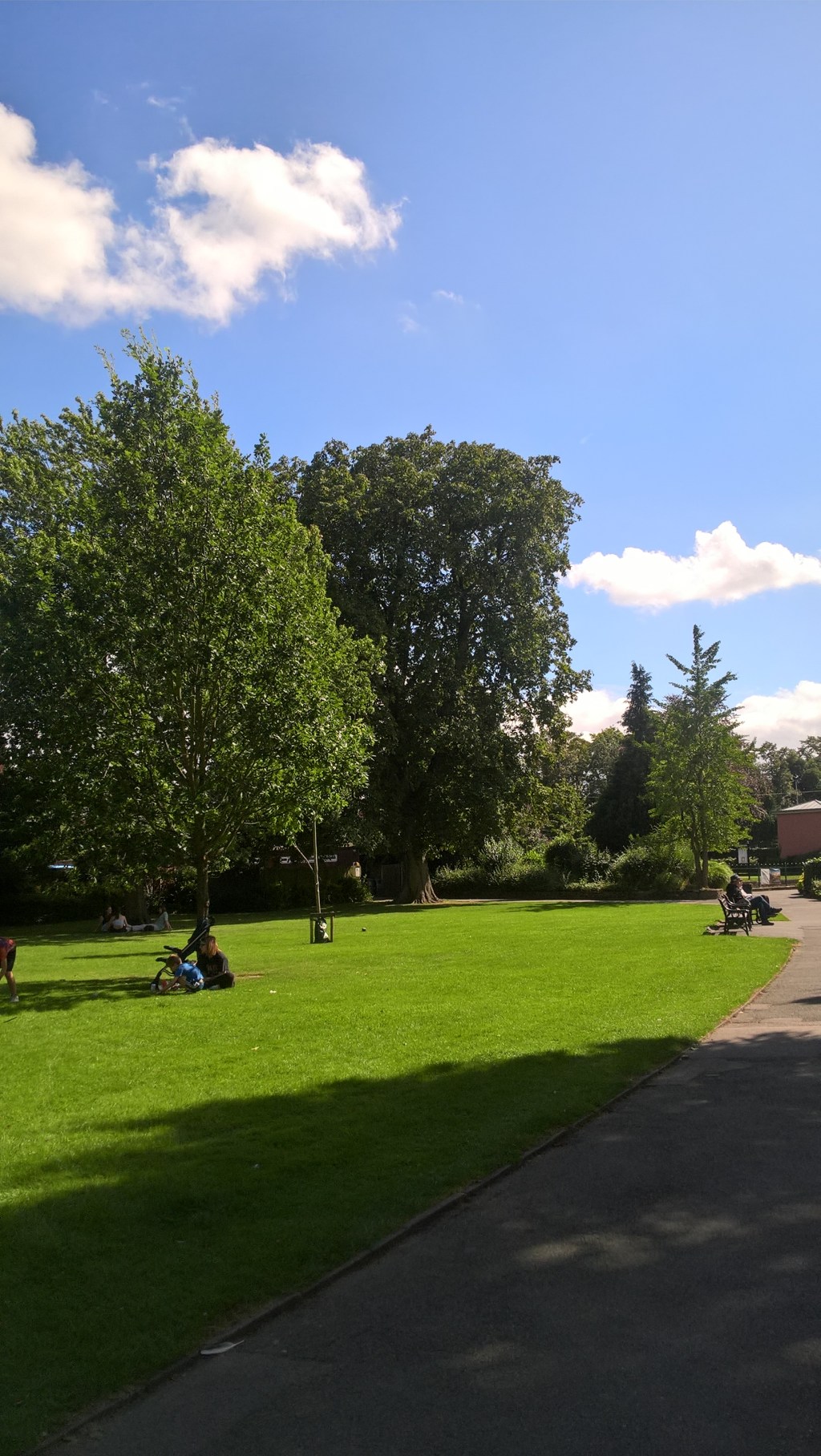 Tree felling begins in central park