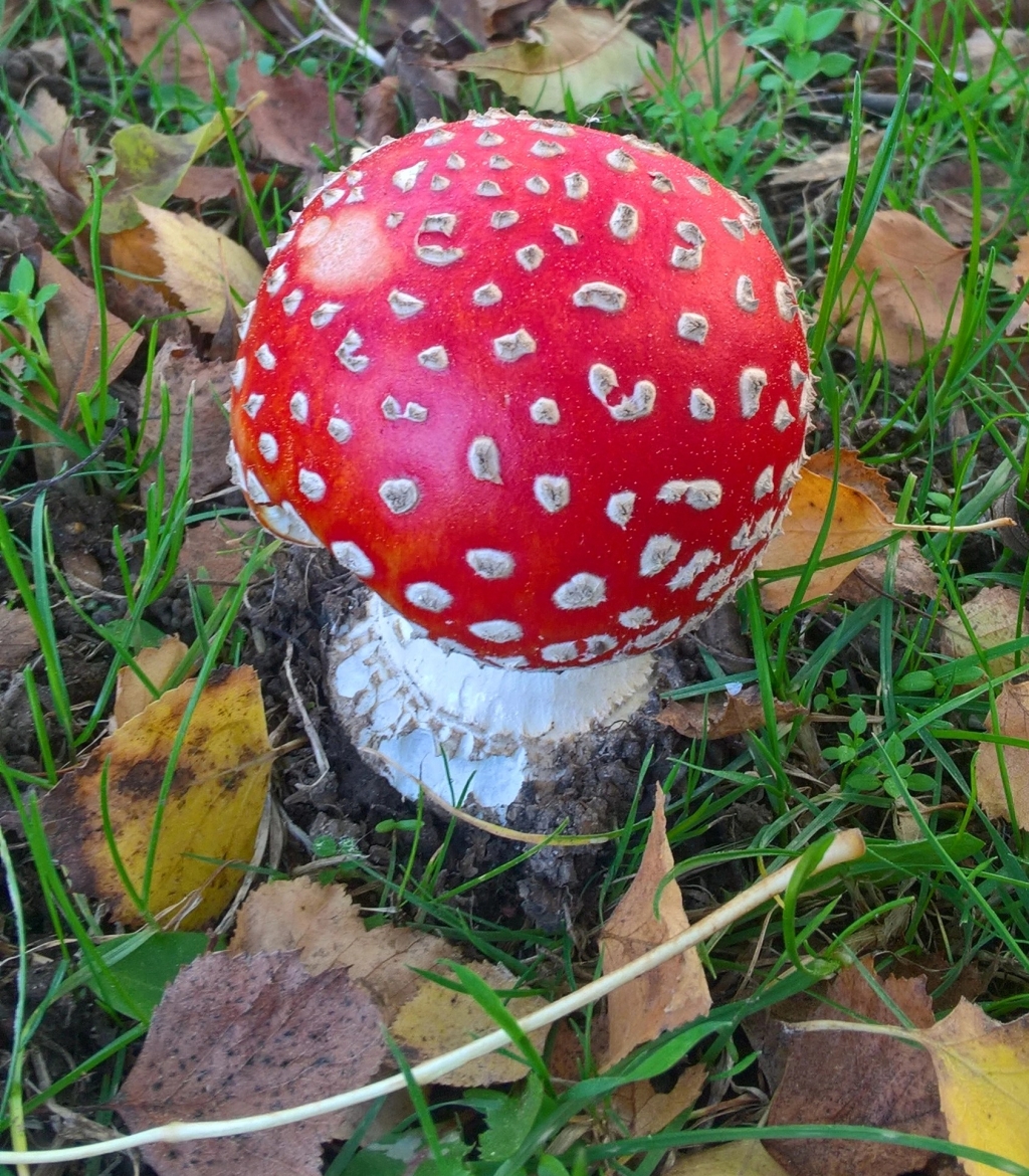 Funky Fungi Find